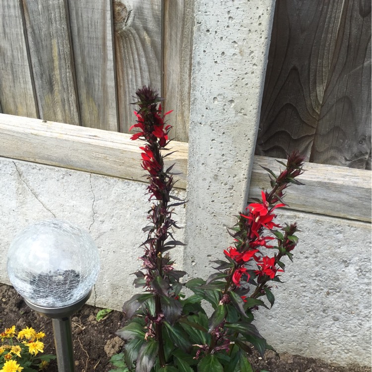 Plant image Lobelia x speciosa 'Fan Scarlet'