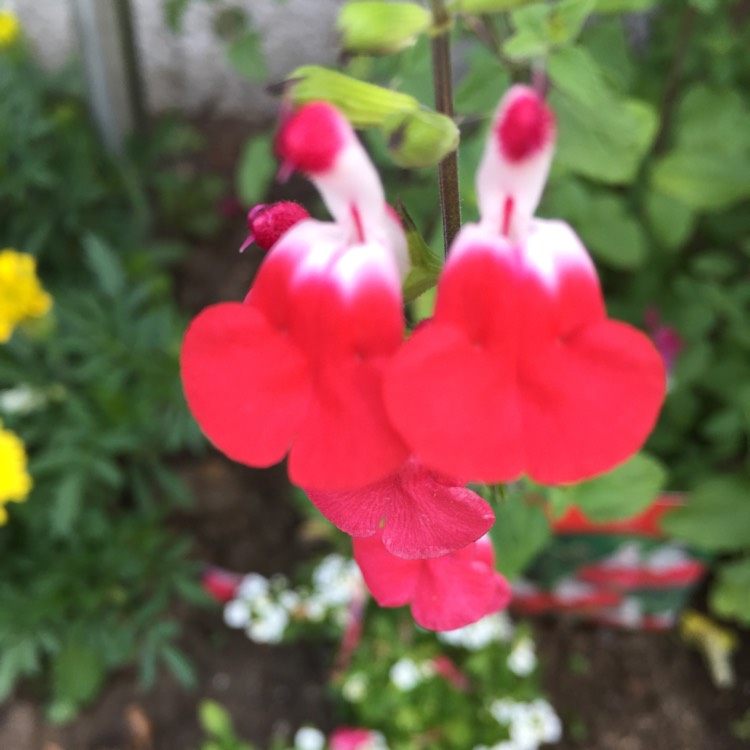plant image 457694