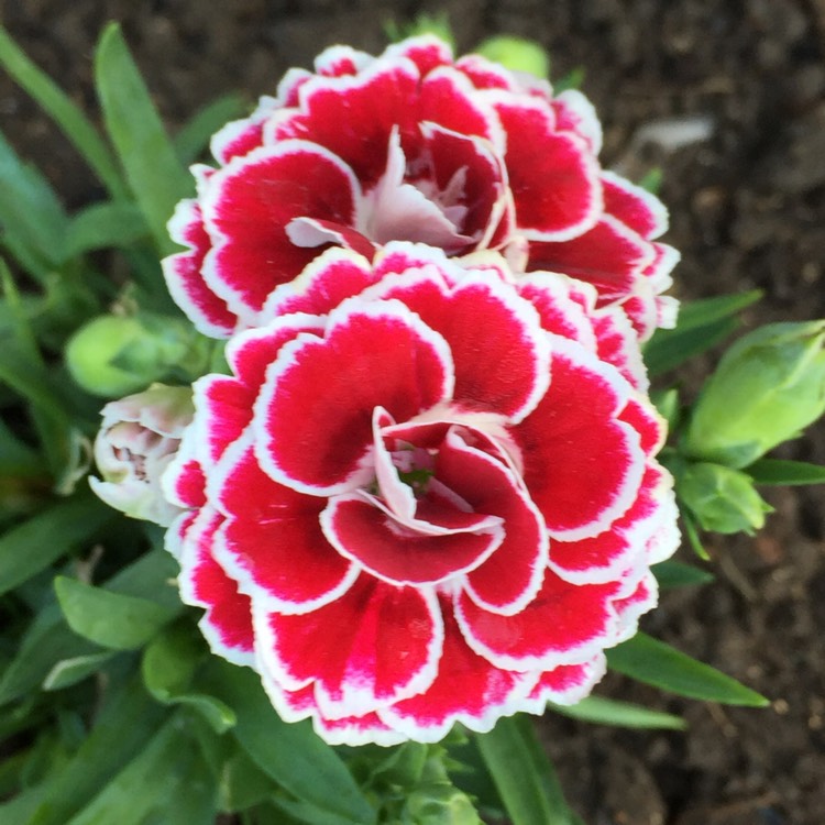 plant image 459008
