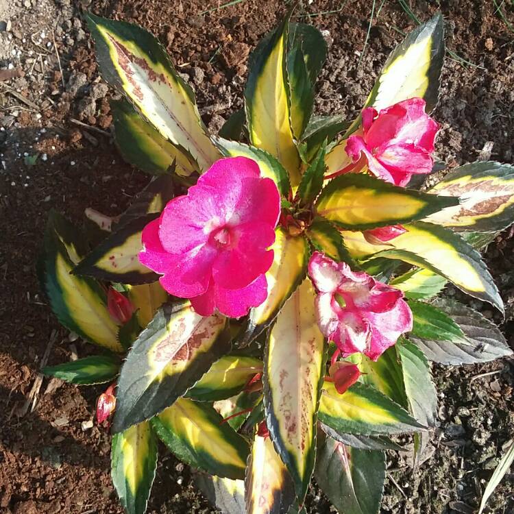 Plant image Impatiens 'SunPatiens® Compact Tropical Rose'