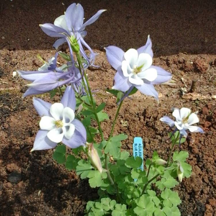 Plant image Aquilegia 'Blue Star'