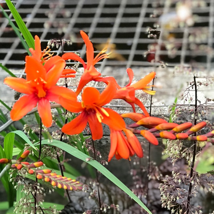 plant image 1118656