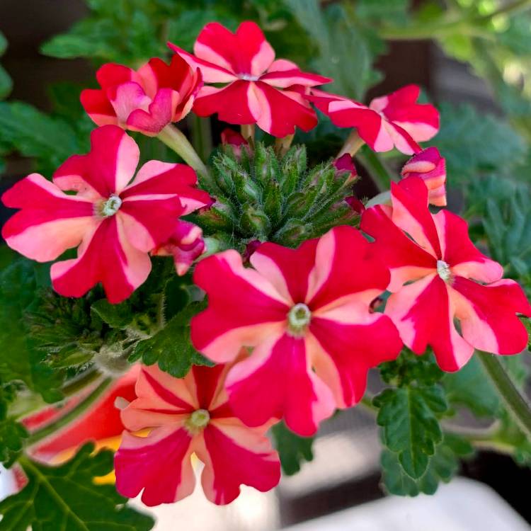 plant image 1320444