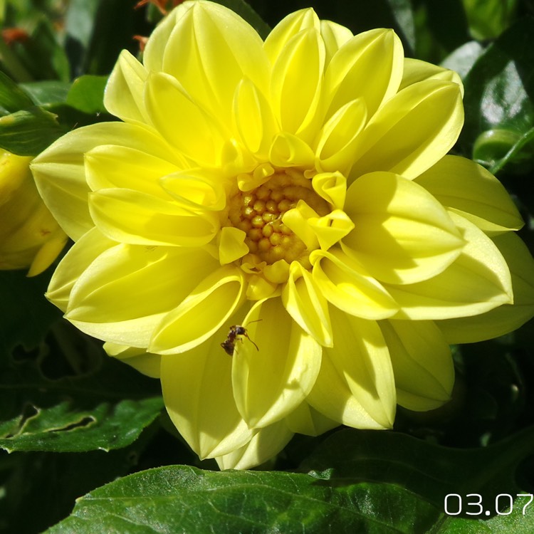 Plant image Dahlia 'Yellow Bird'