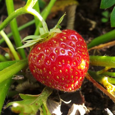 Fragaria vesca