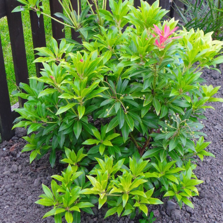 plant image 474775 plant image 474775