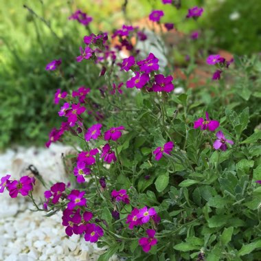 Aubrieta
