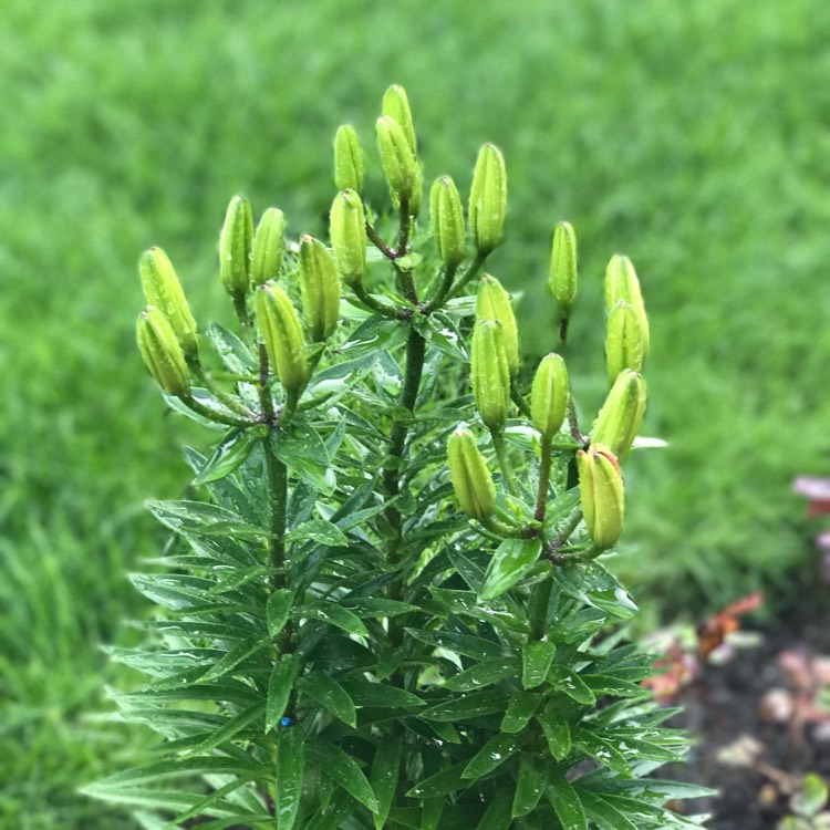 plant image 503716