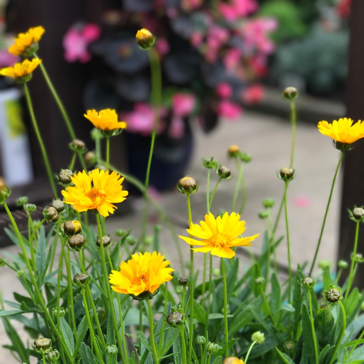 plant image 505368