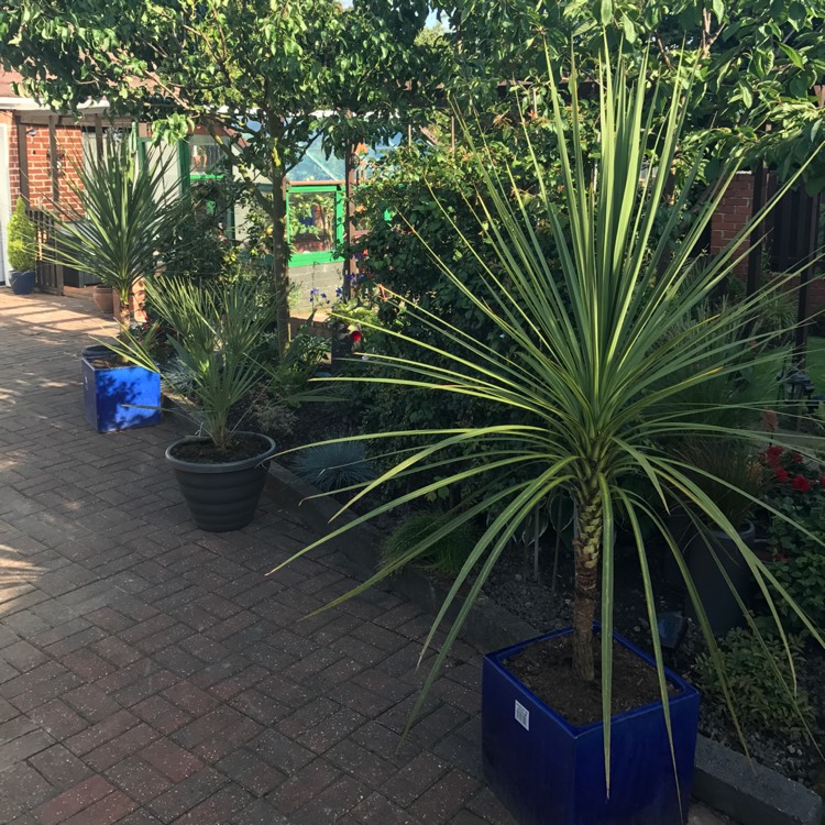 plant image 505453