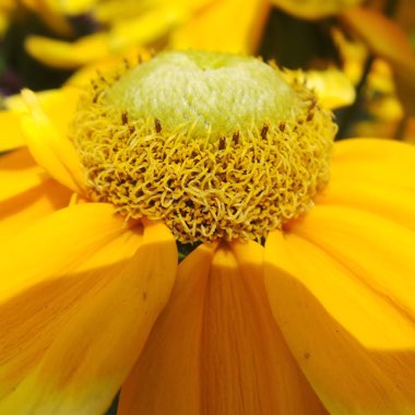 Rudbeckia