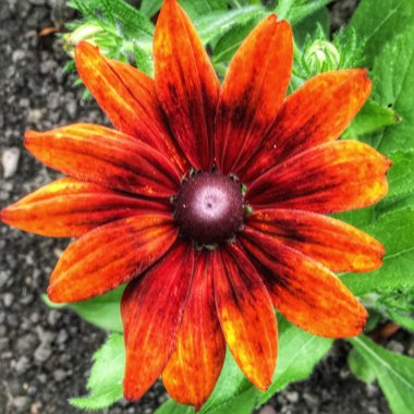 Rudbeckia hirta 'Cappuccino'