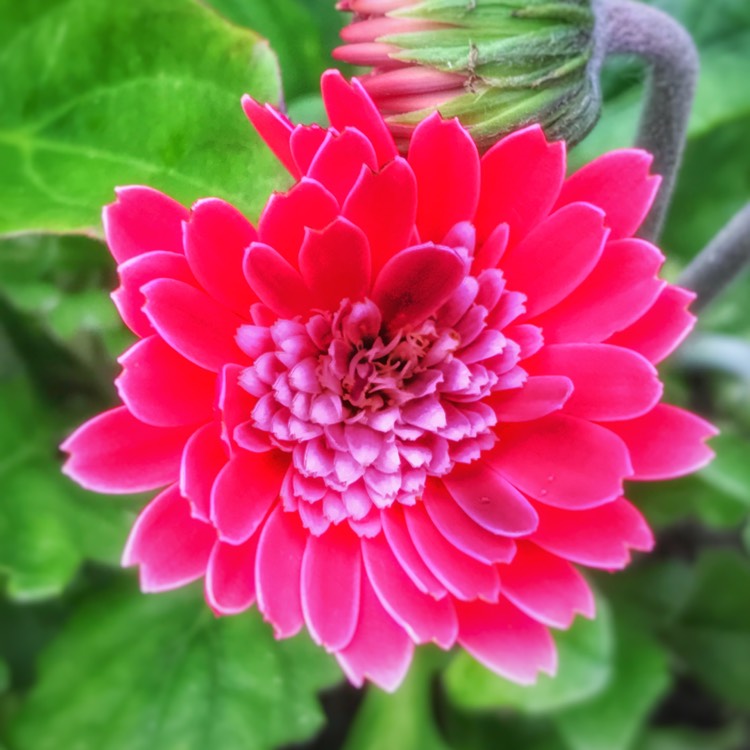 plant image 537501
