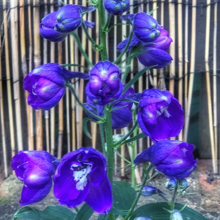Plant image Delphinium x cultorum 'Magic Fountain Blue'