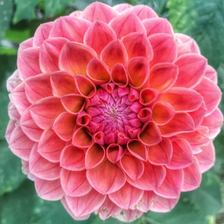 plant image 544827