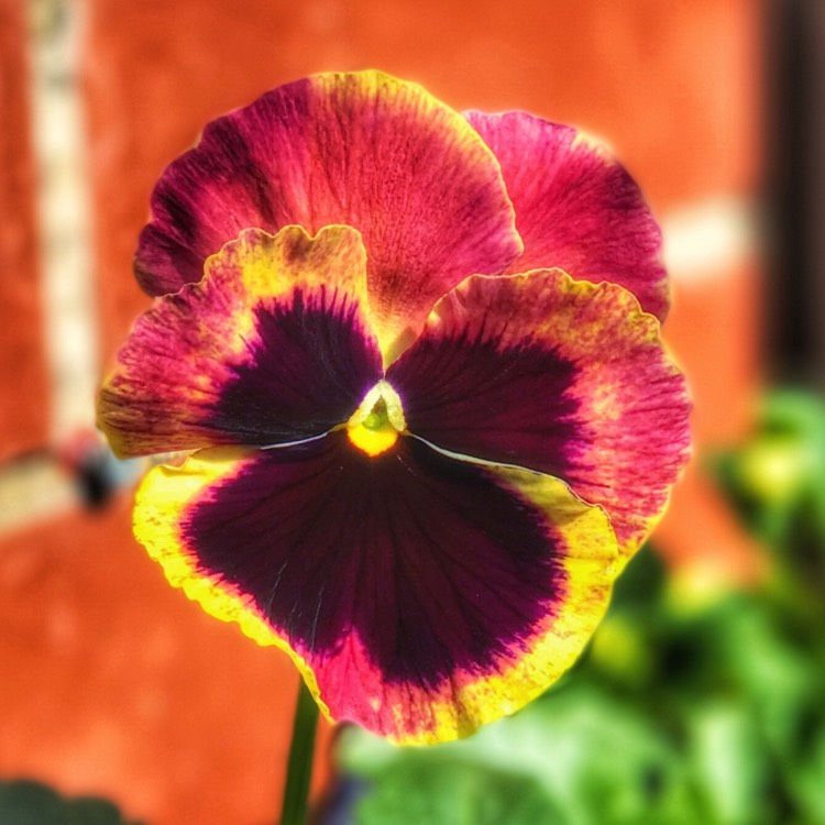 Plant image Viola x wittrockiana F1 'Fire Surprise'