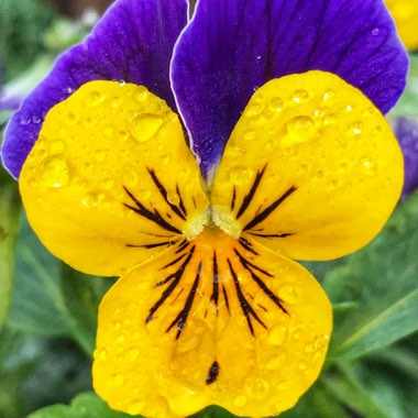Viola x wittrockiana