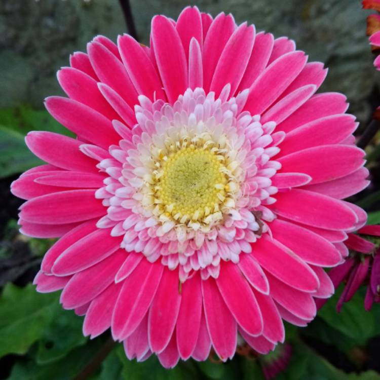 plant image 559523