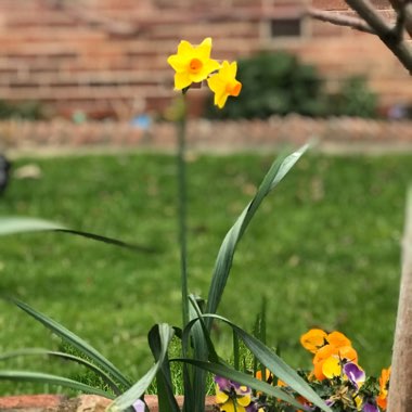 Narcissus 'Hollywood'