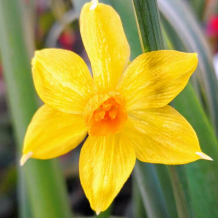 Plant image Narcissus 'Hollywood'