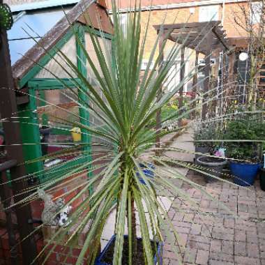 Cordyline australis