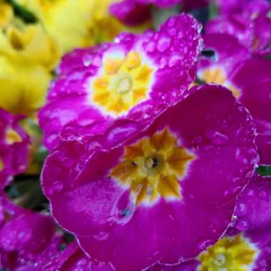 Primula acaulis