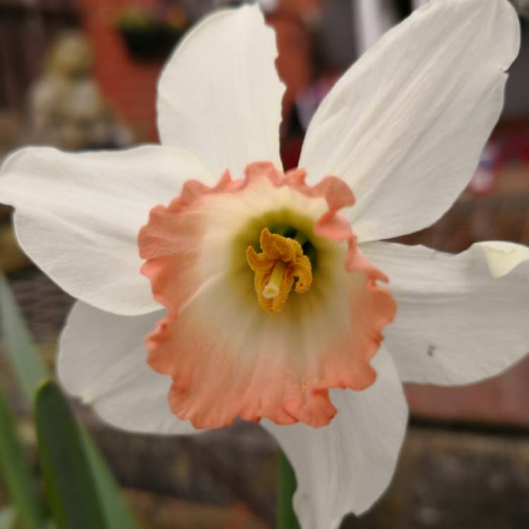 Plant image Narcissus 'Cynosure' syn. Narcissus 'Incomparabilis Albidus Leedsii'