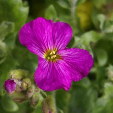 Aubrieta gracilis 'Kitte Purple'