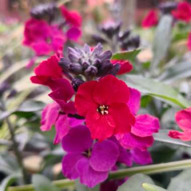 Matthiola Incana  syn. Matthiola incana 'Brompton' ;  Matthiola arborescens