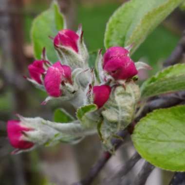 Malus domestica