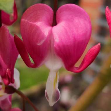 Dicentra Formosa