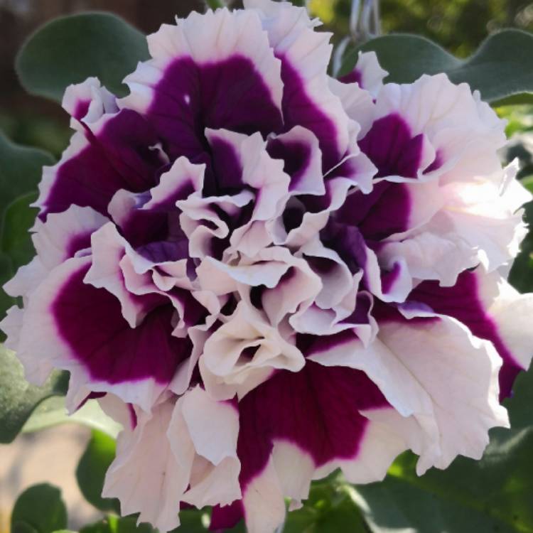 Plant image Petunia 'Purple Pirouette'