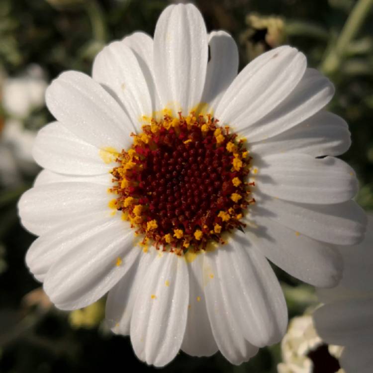 plant image 686394 plant image 686394