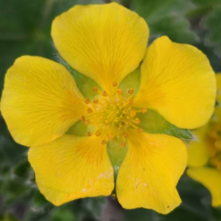 Plant image Potentilla Aurea