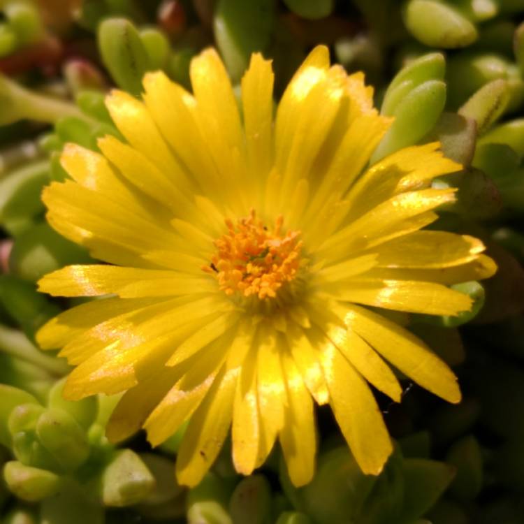 Plant image Delosperma nubigenum