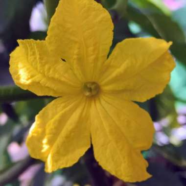 Cucumis sativus