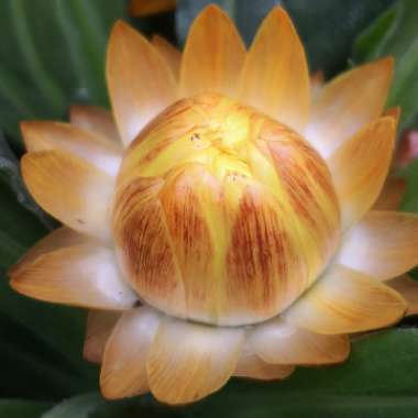 Xerochrysum bracteatum 'Dreamtime Jumbo Yellow'