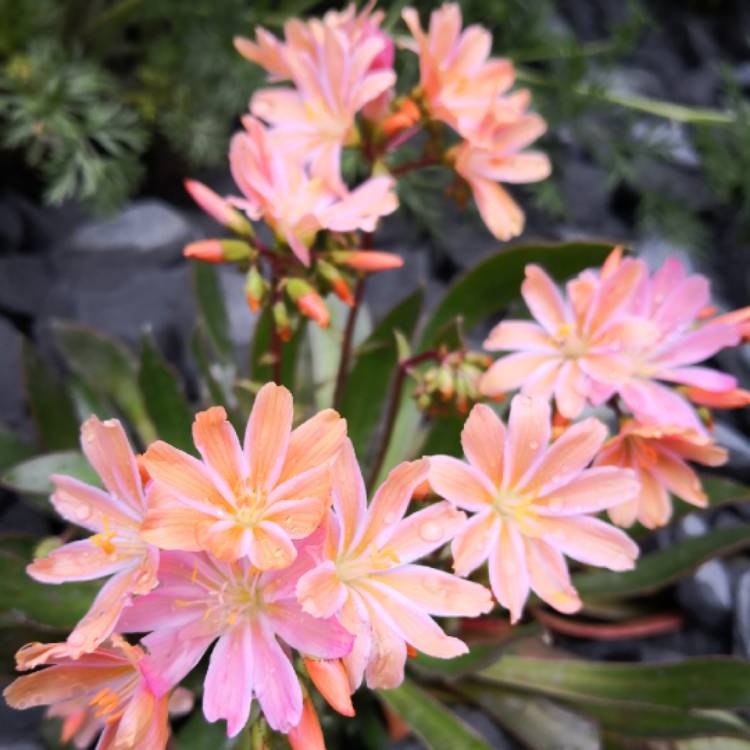 Plant image Lewisia 'Little Peach' (Little Series)