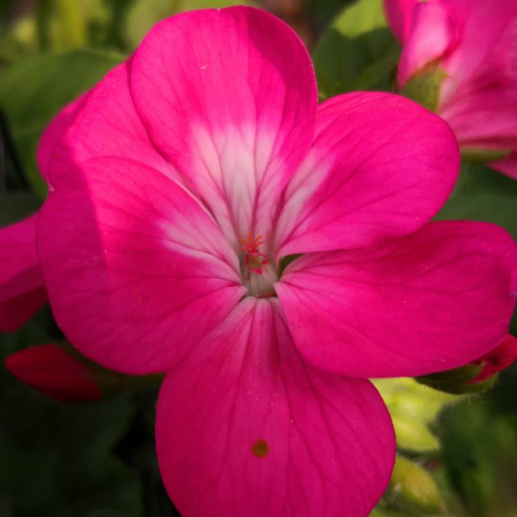 plant image 724958 plant image 724958