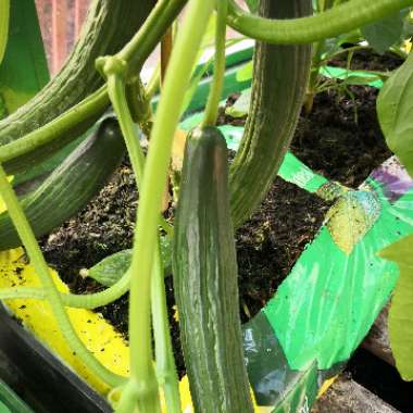 Cucumis sativus