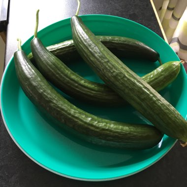 Cucumis sativus