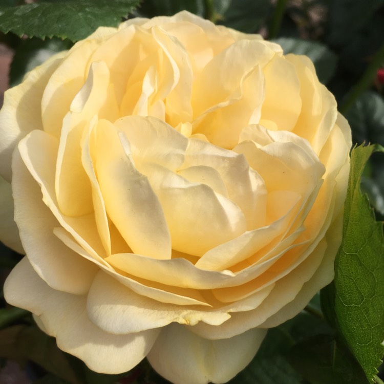 plant image 744336