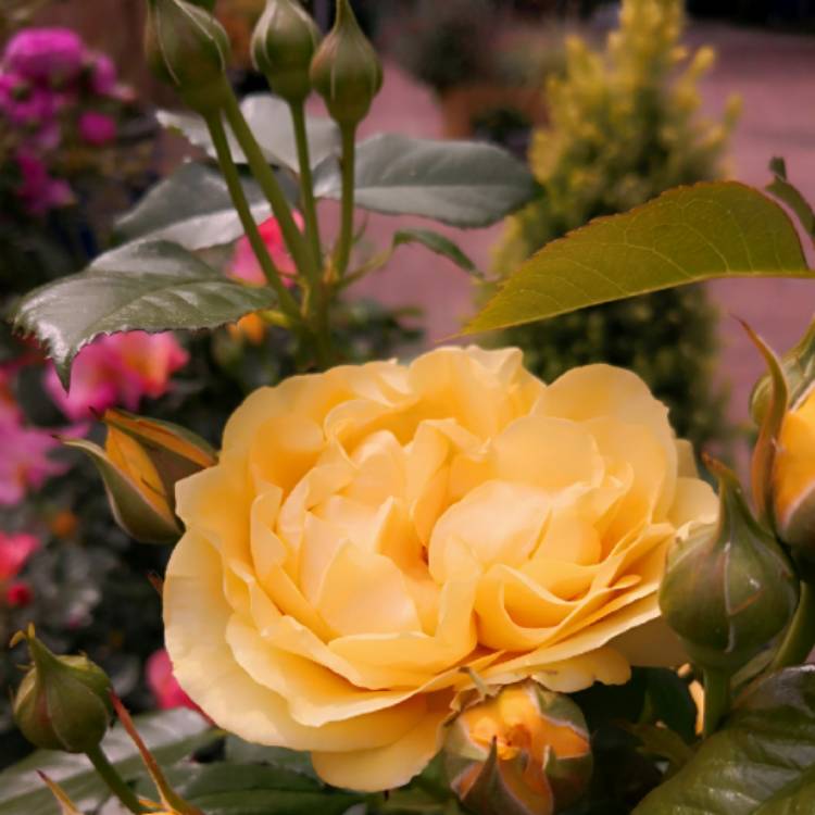 plant image 757219