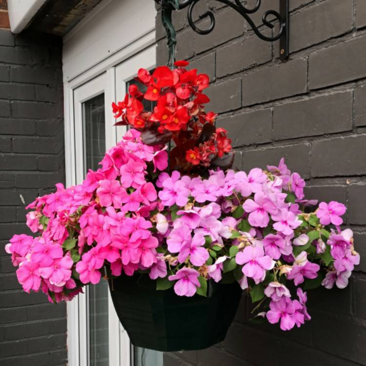 Plant image Impatiens walleriana