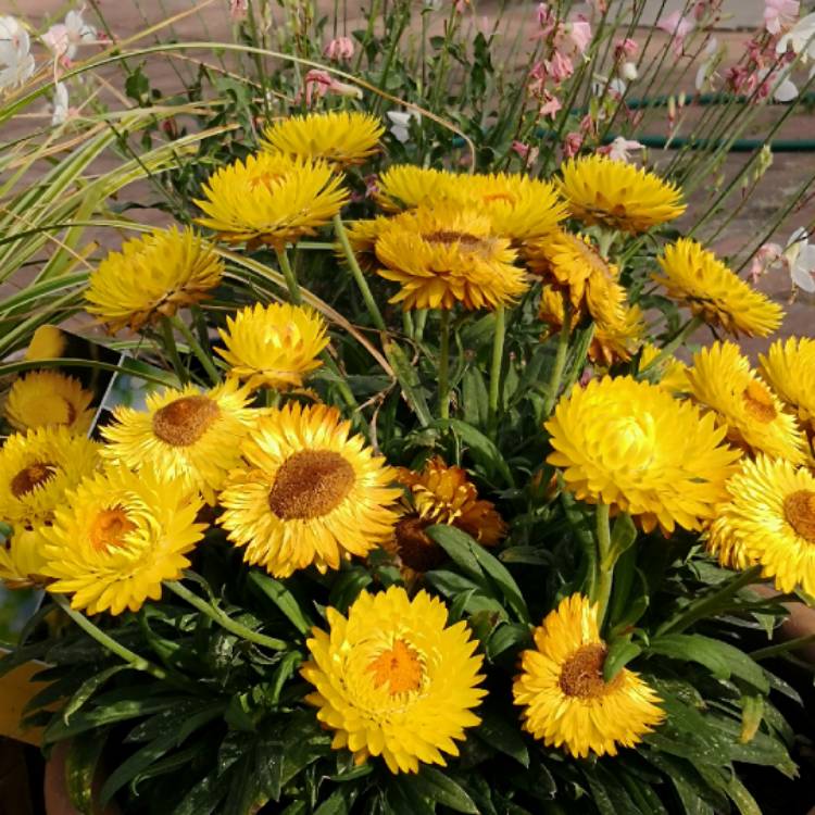 plant image 797070