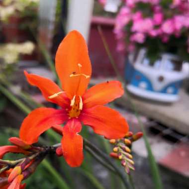 Crocosmia