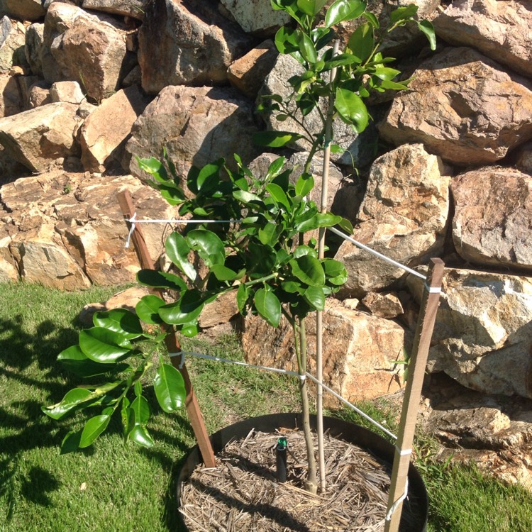 plant image 416857