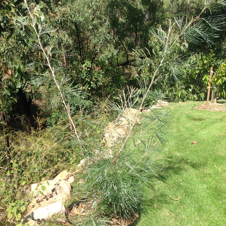 plant image 416892