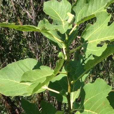 Ficus carica 'Brown Turkey'