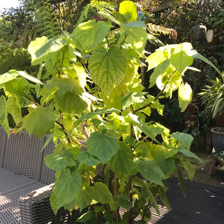 plant image 519962
